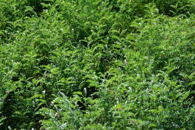 Yeşil bezelye kabukları bir bitkinin üzerinde yetişir.