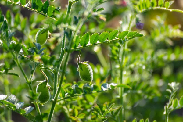 Green Pods Chickpeas Grow Plant — Stock Photo, Image