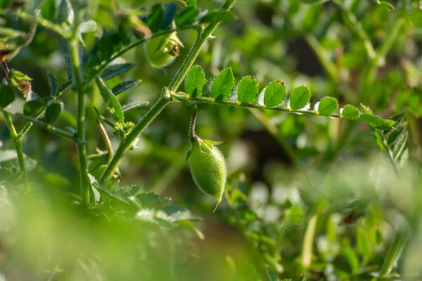 Green Pods Chickpeas Grow Plant — Stock Photo, Image