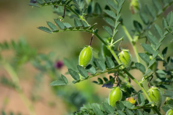 Green Pods Chickpeas Grow Plant — Stock Photo, Image