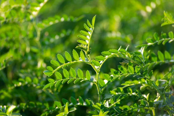 Grüne Kichererbsenschoten Wachsen Auf Einer Pflanze — Stockfoto