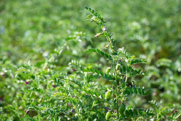 Green Pods Chickpeas Grow Plant — Stock Photo, Image