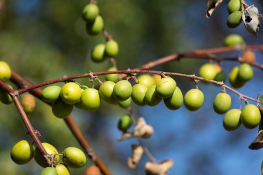 Bahçedeki jujube ağacında yeşil jube meyvesi
