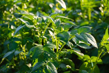 Toprakta yetişen genç patates bitkisi. Doğal dış plan.