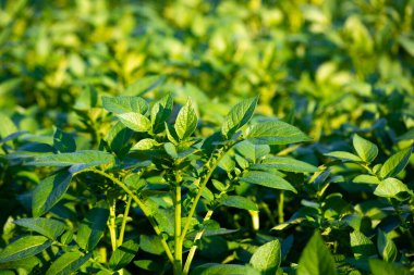 Toprakta yetişen genç patates bitkisi. Doğal dış plan.