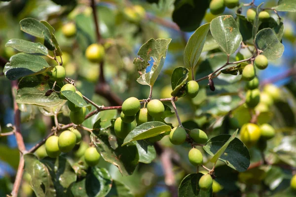 Bahçedeki jujube ağacında yeşil jube meyvesi