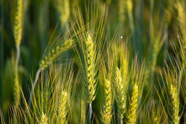 Genç yeşil buğday tarlasını kapatın.