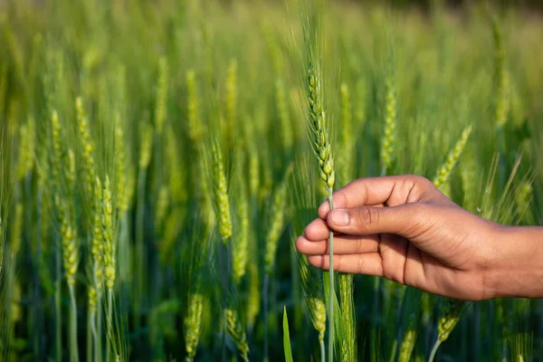 Green ear of wheat in hand