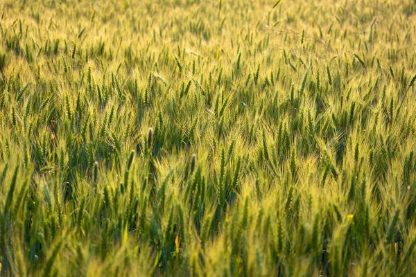 Großaufnahme Von Jungem Grünen Weizen Auf Dem Feld — Stockfoto