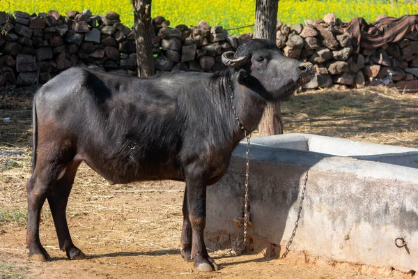 Kırsal kesimdeki bufalo.