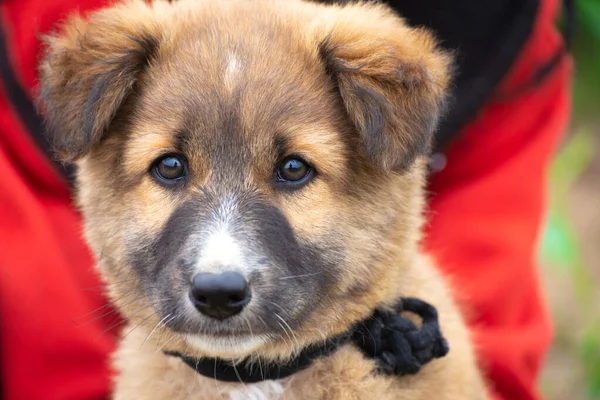 Köpek portresini kapat.