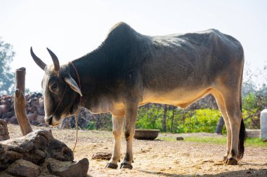 Çiftlikteki Kızılderili öküzü. Hint sığır çiftliği