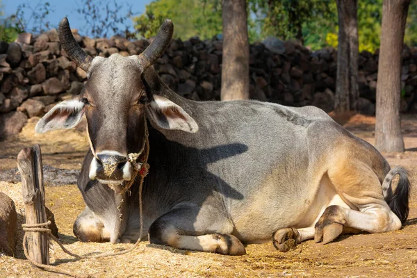 Indian ox on a farm. Indian cattle farm