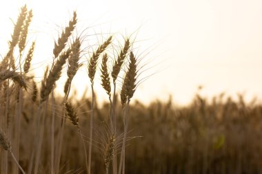 Olgun buğday kulaklarını kapatın. Zengin hasat kavramı.