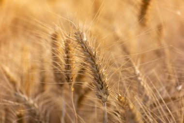 Olgun buğday kulaklarını kapatın. Zengin hasat kavramı.