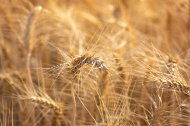 Olgun buğday kulaklarını kapatın. Zengin hasat kavramı.