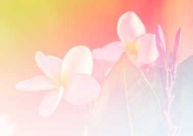 Frangipani yumuşak tarzı arka planı için bir renk ayarlaması