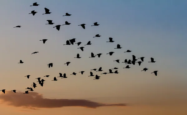 Bandada de aves volando en el cielo hermoso atardecer — Foto de Stock