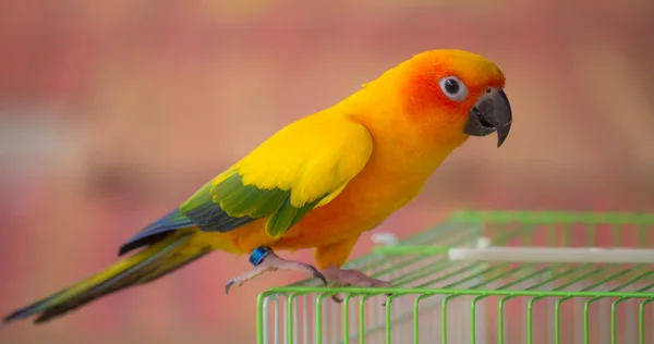 Солнечный попугай Конуре — стоковое фото