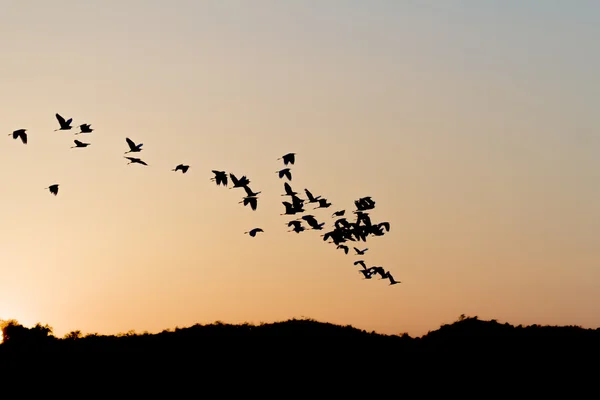 Atardecer pájaros tropicales siluetas volando — Foto de Stock