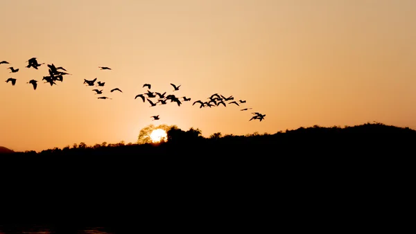 Coucher de soleil oiseaux tropicaux silhouettes volant — Photo