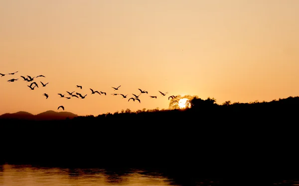 Pôr do sol pássaros tropicais silhuetas voando Imagem De Stock