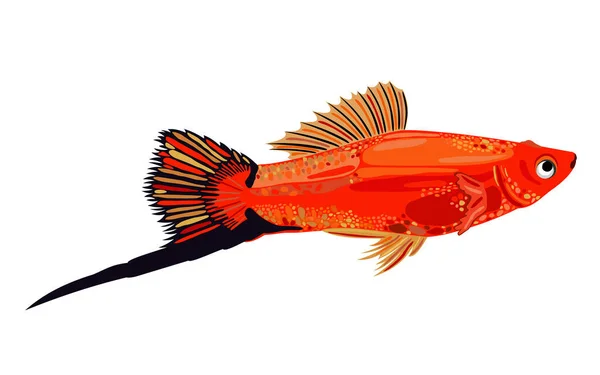 Uzun Siyah Kuyruklu Parlak Kırmızı Kılıç Kuyruklu Balıklar Vektör Izole — Stok Vektör