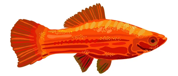 Parlak Kırmızı Kılıç Kuyruklu Dişi Balığın Izole Edilmiş Temsilcisi — Stok Vektör