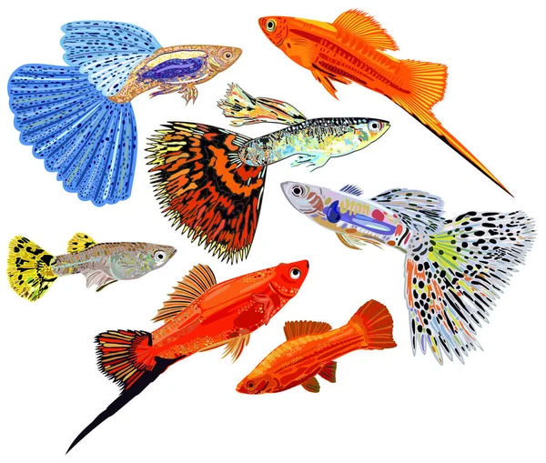 Vector Collection Colorful Aquarium Fishes Guppies Swordtail Fishes Isolated — Stock Vector