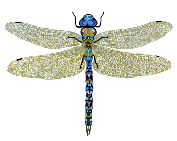 Yusufçuğun izole edilmiş vektör çizimi