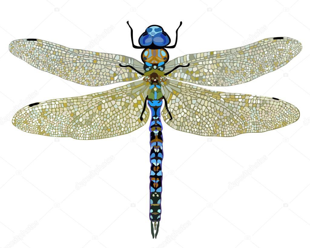 Vector isolated illustration of dragonfly