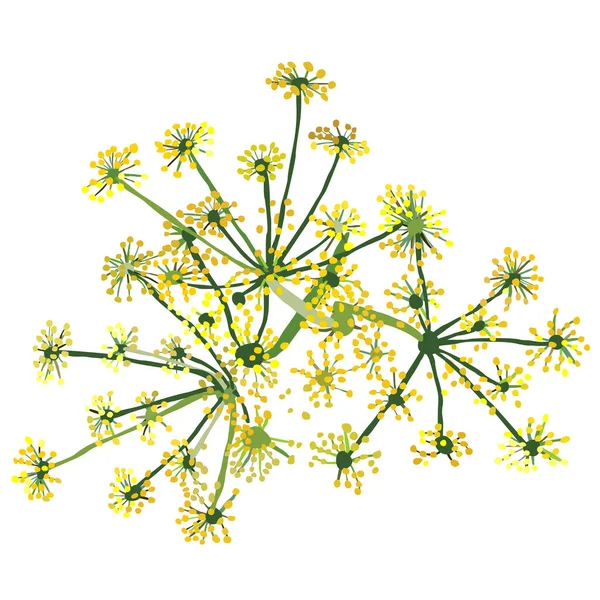 Vector isolated illustration of dill