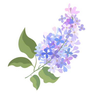 Leylak dalının vektör izole çizimi.