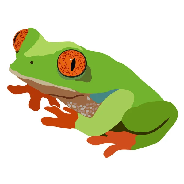 赤い足とオレンジ色の目を持つ明るい緑のカエルのベクトル分離イラスト — ストックベクタ