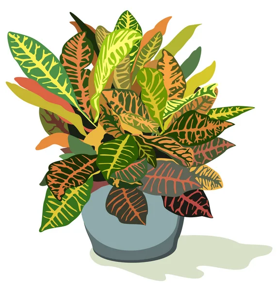 Vektorillustration Der Heimischen Pflanze Mit Schönen Dekorativen Blättern Croton Blauen Vektorgrafiken