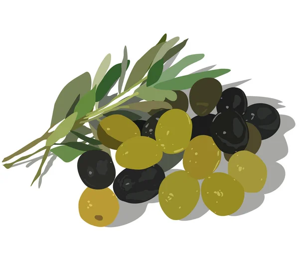 Illustrazione Isolata Vettoriale Del Ramo Ulivo Olive Verdi Nere Foglie — Vettoriale Stock