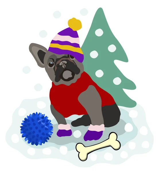 Vektör, pofuduk, kırmızı paltolu ve popolu siyah Fransız bulldog çizimini izole etti. O, köknar ağacının yanında oyuncağı ve kemiğiyle karda oturuyor. Kar yağıyor..