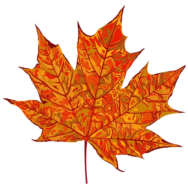 Vector Illustration Autumn Orange Maple Leaf Isolated White Background — Stock Vector