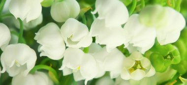Vadinin Lillies