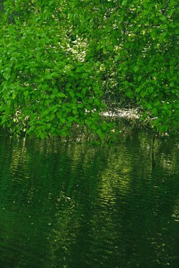 Göl üzerinde ağaç