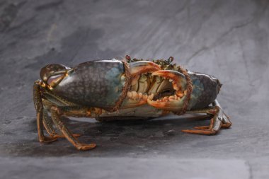 Canlı çamur yengeci, gri desenli arka planda, pençeleri bağlı, izole.