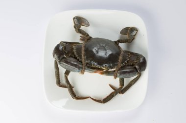 Canlı çamur yengeci, beyaz desenli arka planı olan beyaz seramik bir kaba yerleştirilmiş..