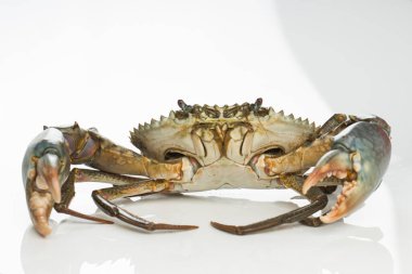 Canlı çamur yengeci, beyaz desenli arka planda, izole edilmiş..