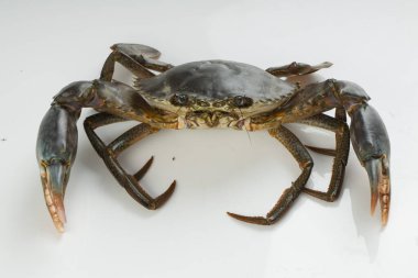 Canlı çamur yengeci, beyaz desenli arka planda, izole edilmiş..