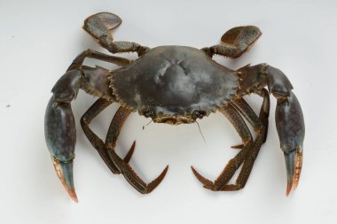 Canlı çamur yengeci, beyaz desenli arka planda, izole edilmiş..