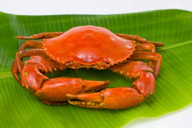 Pişmiş çamur yengeci, taze yeşil muz yaprağı üzerine yerleştirilmiş beyaz desenli arka plan, üst manzara..