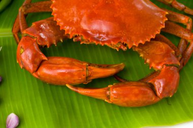 Pişmiş çamur yengeci, taze yeşil bir muz yaprağına yerleştirilmiş, yanına yemek malzemeleri yerleştirilmiş, beyaz desenli arka planda, seçici bir odak.