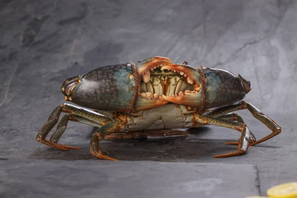 Live Mud Crab Arranged Grey Textured Background Whose Claws Tied — Stock Photo, Image