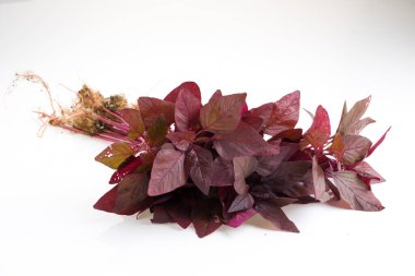 Kırmızı ıspanak ya da Red Amaranth, beyaz klon arka planda bir demet taze çiftlik aroması.