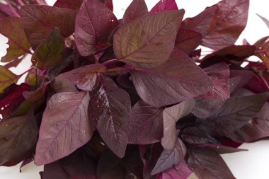 Kırmızı ıspanak ya da Red Amaranth, beyaz klon arka planda bir demet taze çiftlik aroması.